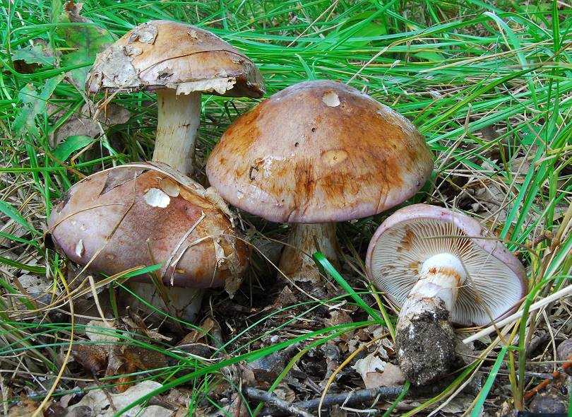 Cortinarius_nemorensis Cortinarius nemorensis - Verfärbender Schleimkopf ( Fries 1838 ) Britzelmayr Klassifikation: Fungi, Dikarya, Basidiomycota, Agaricomycotina, Agaricomycetes, Agaricomycetidae, Agaricales, Cortinariaceae, Cortinarius Mykorrhizapilz - Symbiosepartner: verschiedene Laubbäume, vorwiegend Buche. Gefunden unter Eiche Gefährdung: haufig und nicht gefährdet Bemerkungen: die Art wird von einigen Autoren als die Laubwaldform von Cortinarius variecolor angesehen. Sie ist aber meist blasser gefärbt und riecht weniger stark erdartig. Ein Trennung in zwei Taxa ist in der Fachwelt nicht unumstritten. weitere Bilder von Cortinarius nemorensis - bitte hier anklicken Fundort: Bexbach - Saarland