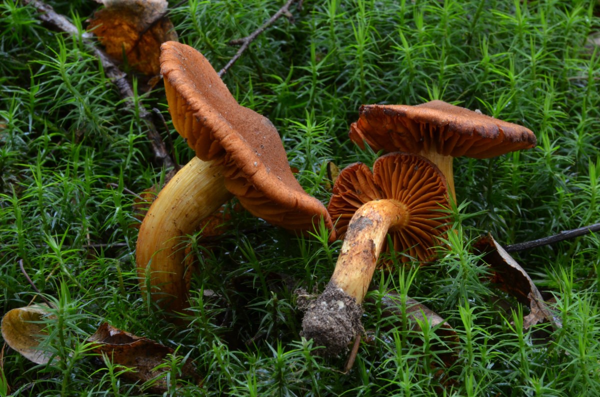 Cortinarius_orellanus Cortinarius orellanus - Orangefuchsiger Raukopf Fr. Klassifikation: Fungi, Dikarya, Basidiomycota, Agaricomycotina, Agaricomycetes, Agaricomycetidae, Agaricales, Cortinariaceae, Cortinarius = Haarschleierling Mykorrhizapilz - Symbiosepartner: vorwiegend Laubbäume wie Buche, Eiche, Hasel. Seltener auch in Symbiose mit Nadelbäumen. Gefährdung: nicht selten und nicht gefährdet. Bemerkungen: Der Orangefuchsige Raukopf ist tödlich giftig. Er löst das sogenannte Orellanus - Syndrom aus. Erste Symtome treten nach 3 - 14 Tagen auf und führen unbehandelt zum Versagen der Nieren und anderer Organe. Gelegentlich wird er von ungeübten Sammlern mit dem Pfifferling verwechselt. Fundort: bei St. Ingbert/Saarland