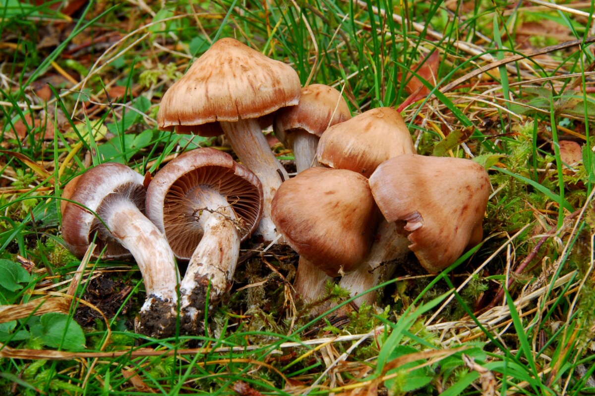 Cortinarius_saturninus Cortinarius saturninus - Klebriger Gürtelfuss Fr. : Fr. ) Fr. Key Words: Basidiomycetes - Cortinariales - Cortinariaceae - Cortinarius = Haarschleierling Mykorrhizapilz - Symbiosepartner: vorwiegend Weide jedoch auch bei Hasel und Espe zu finden. Gefährdung: keine bekannt Bemerkungen: Die Art kommt gerne an von Menschen beeinflussten Standorten wie Parks, Strassenrändern oder Friedhöfen vor. Sie wächst gerne gesellig bis reihig an grasigen Stellen. Laut Breitenbach/Kränzlin weist Cortinarius saturinus sehr unterschiedliche Sporengrößen auf welche eine exakte Bestimmung erschweren. Sehr ähnlich kann Cortinarius subtorvus sein. Diese alpine Art wächst aber stets einzeln. Fundort: Prenovel ( französisches Jura )