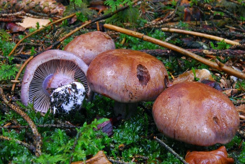 Cortinarius_variecolor Cortinarius variecolor - Erdigriechender Schleimkopf Fries 1821 Klassifikation: Fungi, Dikarya, Basidiomycota, Agaricomycotina, Agaricomycetes, Agaricomycetidae, Agaricales, Cortinariaceae, Cortinarius Mykorrhizapilz - Symbiosepartner: vorwiegend Fichte über Kalk, gelegentlich auch bei Tanne. Gefährdung: keine bekannt Bemerkungen: Cortinarius variecolor ist an seinem faserigen Hut, dem violetten Hutrand und den sehr starken, erdartigen Geruch gekennzeichnet.Cortinarius nemorensis steht der hier vorgestellten Art sehr nahe und wird oft als deren Laubwaldform bezeichnet. Einige Mykologen unterscheiden beide Arten nicht mehr. Fundort: nähe Prenovel ( französisches Jura . Siehe auch GPS Daten.