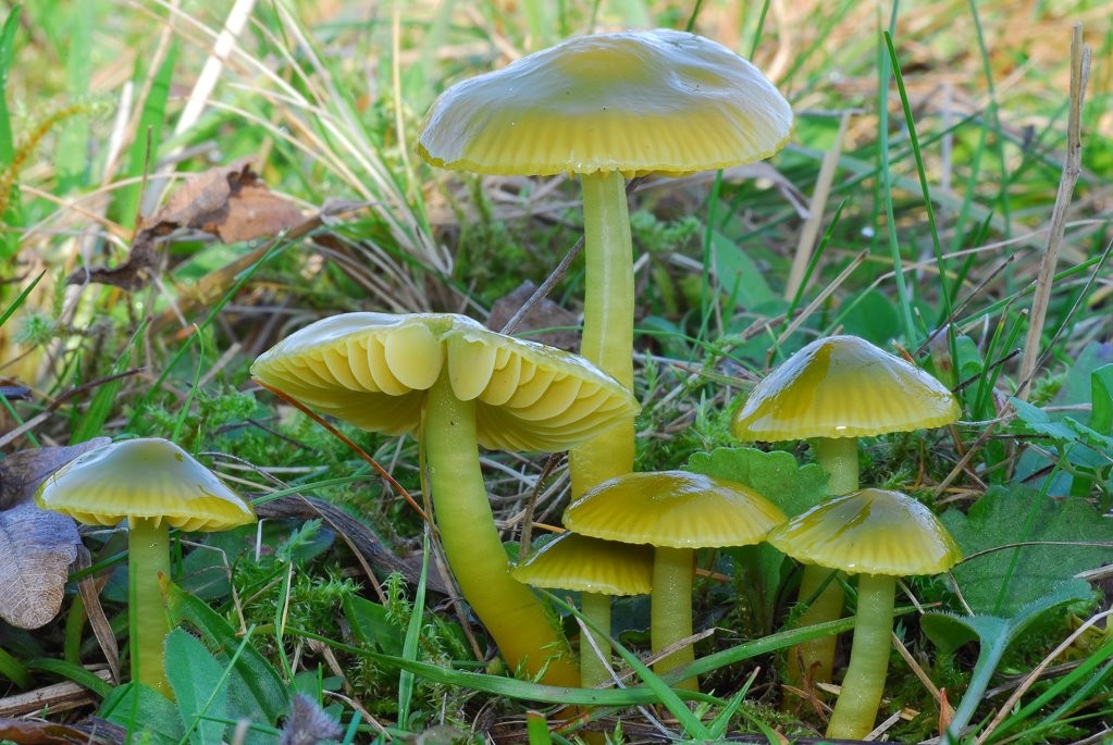 Hygocybe_psittacina Hygrocybe psittacina - Papageiensaftling, Papageigrüner Saftling ( Schaeffer 1774 : Fr.1838 ) Kummer 1871 Key Words: Basidiomycetes - Agaricales - Hygrophoraceae - Hygrocybe = Saftling Mykorrhizapilz - Symbiosepartner: verschiedene Gräser un Kräuter Gefährdung: keine Gefährdung. Einer der häufigeren Saftlinge. Bemerkungen: eine wegen der typischen Farben gut kennliche Art. Pilz des Jahres 2003 Fundort: Bexbach - Saarland