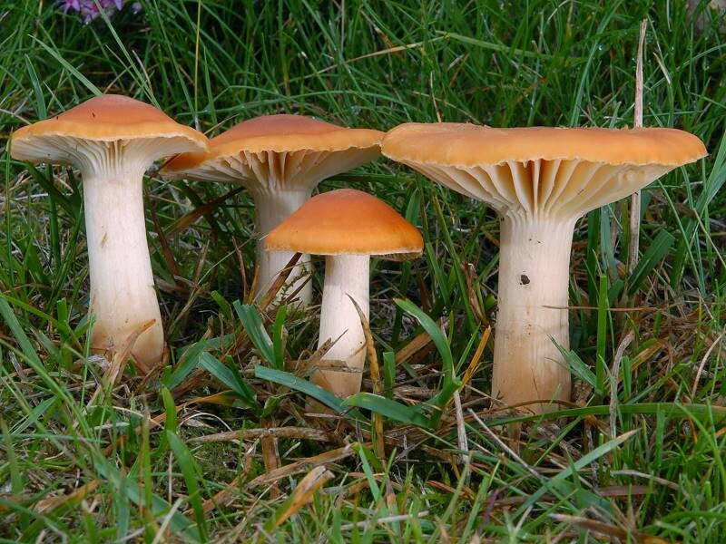 Hygrocybe_pratensis Hygrocybe pratensis - Orangefarbener Wiesenellerling ( Pers. 1801 : Fr. 1838 ) Murill 1914 Key Words: Basidiomycetes - Agaricales - Hygrophoraceae - Hygrocybe = Saftling Mykorrhizapilz - Symbiosepartner: verschiedene Gräser und Kräuter Gefährdungsgrad: im gesamten Bundesgebiet noch keine Gefährdung Anmerkungen: der Pilz ist schon seit Jahren rückläufig und sollte geschont werden. Fundort: Mora - Schweden