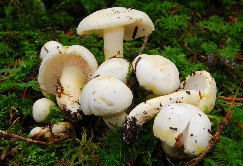 Hygrophorus_chrysodon Hygrophorus chrysodon - Goldzahn Schneckling ( Batsch 1799 : Fr.1821 ) Fr.1838 Key Words: Basidiomycetes - Agaricales - Hygrophoraceae - Hygrophorus = Schneckling Mykorrhizapilz - Symbiosepartner: vorzugsweise Rotbuche und Fichte, seltener auch Weisstanne und Eiche. Kalkliebend. Gefährdung: ab den 70er Jahren ging die Art durch die Übersäuerung der Böden sehr stark zurück. Mittlerweile hat sie sich wieder gut erholt und ist in Ausbreitung begriffen. Eine Gefährdung ist im Moment nicht zu erkennen. Fundort: nähe Prenovel ( französisches Jura )