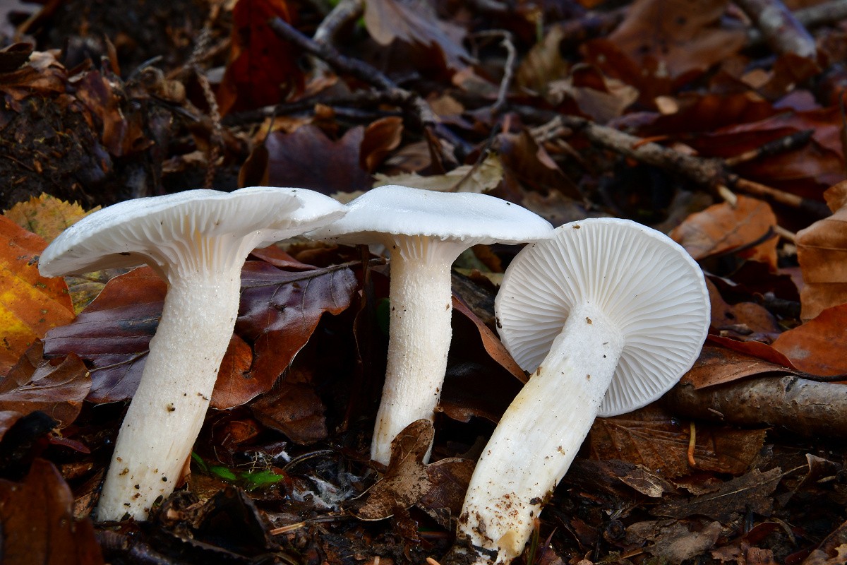 Hygrophorus_eburneus Hygrophorus eburneus - Elfenbein Schneckling ( Buillard 1782 : Fr.1821 ) Fr.1838 Key Words: Basidiomycetes - Agaricales - Hygrophoraceae - Hygrophorus = Schneckling Mykorrhizapilz - Symbiosepartner: Buche Gefährdung: relativ häufig, nicht gefährdet. Bemerkungen: der Elfenbeinschneckling hat einen deutlichen obstartigen Geruch. Makroskopisch sehr ähnlich ist der starkriechende Schneckling. H disocanthus riecht aber deutlich anders. Beide Arten können am selben Standort vorkommen. Fundort: Bottenbach - Pfalz