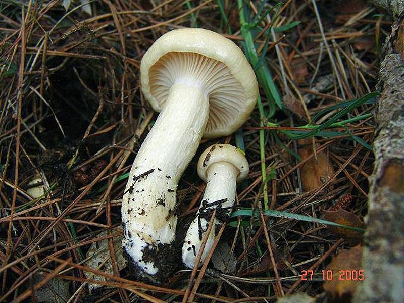 Hygrophorus_gliocyclus Hygrophorus gliocyclus - Schleimigberingter Schneckling Fr.1863 Key Words: Bassiodiomycetes - Agaricales - Hygrophoraceae - Hygrophorus = Schneckling Mykorrhizapilz - Symbiosepartner: Kiefer über Kalk. Gefunden bei Schwarzkiefer. Gefährdung: selten aber nicht gefährdet Bemerkungen: die Art ist sehr veränderlich. Man kann die Fruchtkörper von vollständig weiß bis zu ockergelblich vorfinden. Unterschiedlich ausgebildet ist auch der Ring. Er variiert von deutlich sichtbar bis zu fast nicht wahrnehmbar. Fundort: bei Masia Carceliera - Spanien