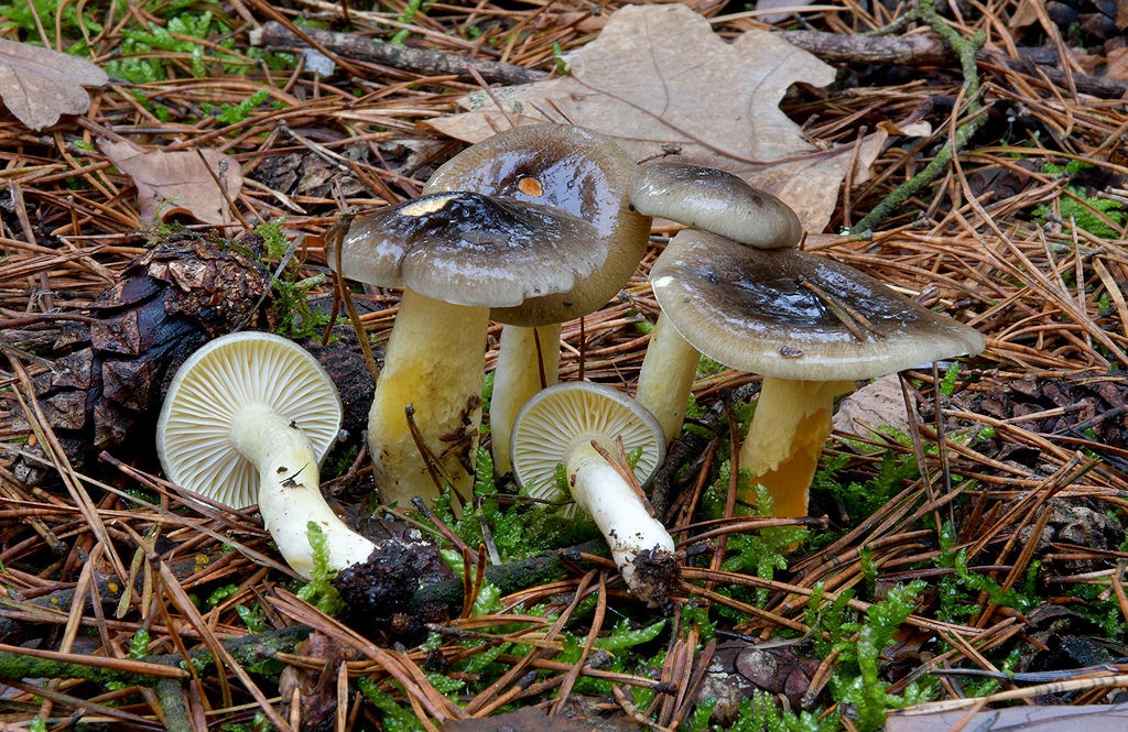 Hygrophorus_hypothejus Hygrophorus hypothejus - Frostschneckling ( Fr.1818 . Fr. 1821 ) Fr.1863 Key Words: Basidiomycetes - Agaricales - Hygrophoraceae - Hygrophorus = Schneckling Mykorrhizapilz - Symbiosepartner: zweinadlelige Kiefernarten Gefährdung: bundesweit keine Gefährdung Fundort: Bexbach - Saarland