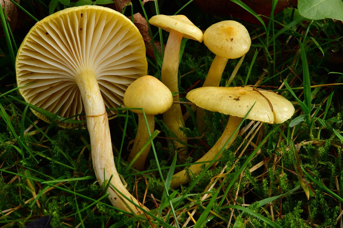 Hygrophorus_lucorum Hygrophorus lucorum - Lärchenschneckling Kalchbrenner 1874 Key Words: Basidiomycetes - Agaricales - Hygrophoraceae - Hygrophorus = Schneckling Mykorrhizapilz - Symbiosepartner: ausschließlich Lärche Gefährdung: recht häufig anzutreffen. Nicht gefährdet. Bemerkungen: Hygrophorus lucorum var. speciosus bildet ebenfalls mit Lärchen Mykorrhizen aus. Er besitzt aber im Gegensatz zu den leuchten zitonenfarbenen Hüten der Typusart mehr chrom bis orangegelben Hutfarben. Breitenbach / Kränzlin ( Band 3 - Bild Nr.130 ) führen ihn als eigenständige Art. Fundort: Bexbach - Saarland