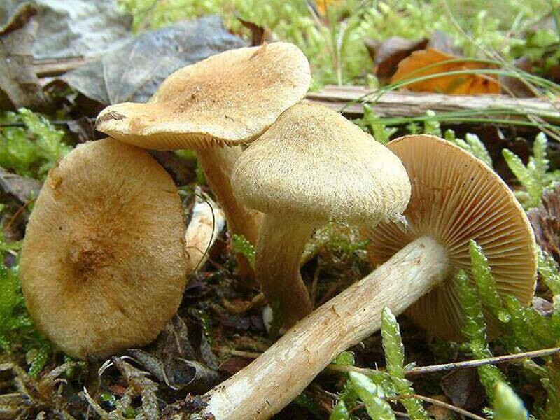 Inocybe_dulcamara Inocybe dulcamara - Bittersüßer Risspilz ( Albertini et Schweinitz 1805 : Pers.1828 ) Kummer 1871 Key Words: Basidiomycetes - Agaricales - Cortinariaceae - Inocybe - = Risspilz Saprobiont - Vorkommen: meist zu mehreren in Wäldern, Parkanlagen, unter Gebüschen. Bevorzugt sandige Standorte. Gefährdung: häufig und nicht gefährdet Bemerkungen: bei dieser ( auch mikroskopischen ) Bestimmung hat mich anfänglich der fehlende bitter - süsse Geschmack etwas irritiert. Bei erneuter Aufsuch des Standortes und einigen erneuten Geschmacksproben konnte ich Ihn bei einigen Exemplaren feststellen. Sehr stark ausgeprägt und verlässlich scheint mir dieses Merkmal aber nicht zu sein. Ähnlich kann Inocybe terrigena, die aber einen stark schuppigen Stiel besitzt. Eine gewisse Ähnlichkeit kann auch I. fuscomarginata besitzen. Sie kommt in hochmontanen bis alpinen Lagen vor und ist mikroskopisch durch grössere Sporen und anders geformte Cheilozystiden unterscheidbar. Fundort: Bexbach - Saarland