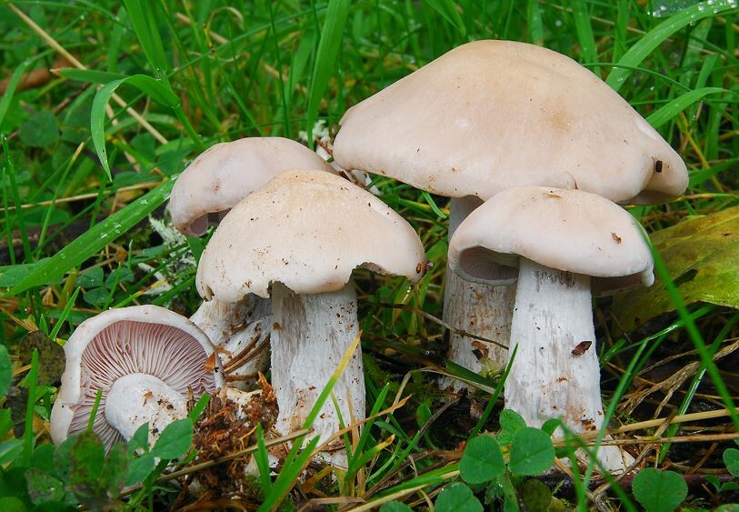 Lepista_nuda_var._glaucocana Lepista nuda var. glaucocana - Lavendelfarbener Rötelritterling ( Fr. : Fr.1821 ) Cooke 1821 Key Words: Basidiomycetes - Agaricales - Tricholomataceae - Lepista = Rötelritterling Saprobiont - Vorkommen: Im Laub und Nadelstreu, gerne am Wegrand. Gefährdung: nicht häufig. Eine Gefährdung ist mir nicht bekannt Fundort: bei Prenovel ( französisches Jura )