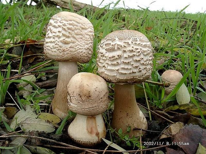 Macrolepiota_rachodes_var. bohemica Macrolepiota rachodes var.bohemica - Safran Riesenschirmpilz ( Gartenform ) ( Wichansky ) Bellù & Lanzoni 1987 Key Words: Basidiomycetes - Agaricales - Agaricaceae - Macrolepiota = Riesenschirmling Saprobiont - Vorkommen: ausserhalb von Wäldern in Gärten, Parkanlagen, auf gut gedüngten Wiesen und Komposthaufen. Gefährdung: verbreitet und nicht gefährdet Bemerkungen: die oft nachgesagte Giftigkeit der Art dürfte wohl eher auf Verwechslungen mit Macrolepiota venenata dem Garten - Giftschirmling beruhen. Er besiedelt ähnliche Standorte und ist laut Literatur oft nur mit größten Schwierigkeiten von der abgebildeten Art zu unterscheiden. Das finde ich nicht. Hat man M. venenata einmal gesehen , denke ich schon das eine makroskopische Unterscheidung zumindest im Bereich des Möglichen liegt. Der Gartengiftschirmling neigt zu büscheligem Wachstum und besitzt eine extrem große und abgesetze, gerandete Stieknolle die stark substratbehaftet und wie paniert erscheint. Im Tintling ( Heft 2/1998 ) wird ein saarländischer Fund der Veneneta M. rochodes var. hortensis gegenübergestellt. Lesenswert !! weitere Bilder von Macrolepiota rachodes var.bohemica - bitte hier anklicken Fundort: Bexbach - Saarland