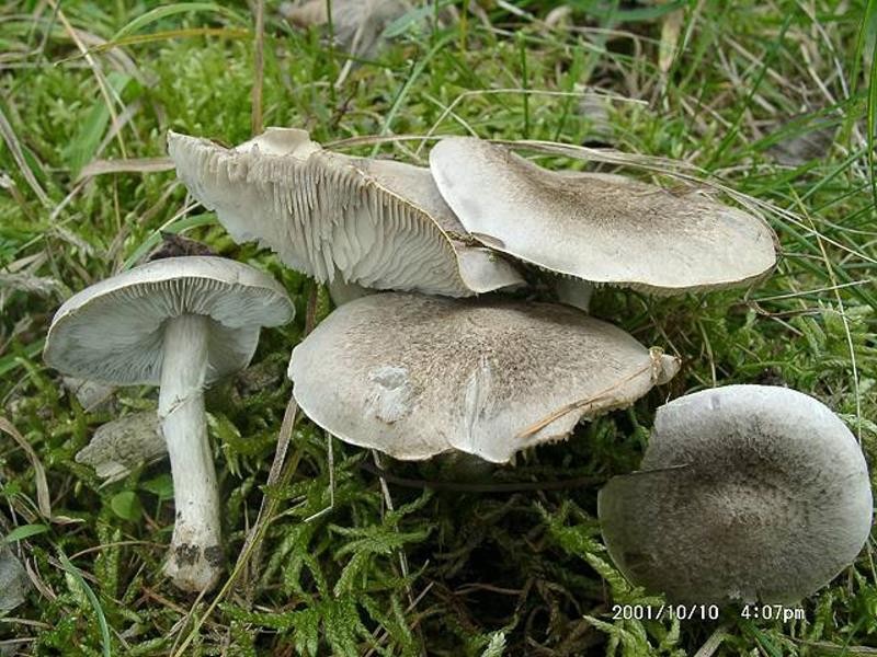 Tricholoma_cingulatum Tricholoma cingulatum - Beringter Erdritterling ( Almfelt 1830 ) Jacobasch 1890 Key Words: Basidiomycetes - Agaricales - Tricholomataceae - Tricholoma = Ritterling Mykorrhizapilz - Symbiosepartner: ausschließlich Weide Gefährdung: keine bekannt Bemerkungen: ein grauer Ritterling der durch den deutlich wolligen Ring und die Bindung an Salixarten gut erkennbar ist. Fundort: Bexbach - Saarland