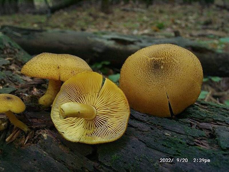 Tricholomopsis_decora Tricholomopsis decora - Olivgelber Holzritterling ( Fr. ) Singer Key Words: Basidiomycetes - Agaricales - Tricholomataceae - Tricholomopsis = Holzritterling Saprobiont - Vorkommen: an totem Nadelholz, an Stümpfen und abgefallenen Ästen. Gefährdung: im Saarland wird die Art unter RL 1 geführt. In süddeutschen Gebirgsnadelwäldern häufig und nicht gefährdet. Bemerkungen: durch die gelblichen Hutfarben vom ähnlichen rötlichen Holzritterling ( Tricholomopsis rutilans )unterschieden. Fundort: Zweibrücken - Pfalz