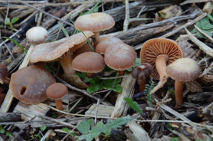 Tubaria_hiemalis Tubaria hiemalis - Winter Trompetenschnitzling Romagnesi ex Bon 1973 Key Words: Basidiomycetes - Agaricales - Strophariaceae - Tubaria = Trompetenschnitzling Saprobiont - Vorkommen: auf morschem Holz, Rindenmulch, pflanzlichen Abfällen. Meist ausserhalb von Wäldern. Gefährdung: häufig und nicht gefährdet Bemerkungen: der im Sommerhalbjahr erscheinende Gemeine Trompetenschnitzling ( Tubaria furfuracea ) ist sehr ähnlich. Sicher unterscheiden kann man beide Arten nur mikroskopisch. Fundort: Bexbach - Saarland ( Saarpfalzpark - MTB 6609/2 )