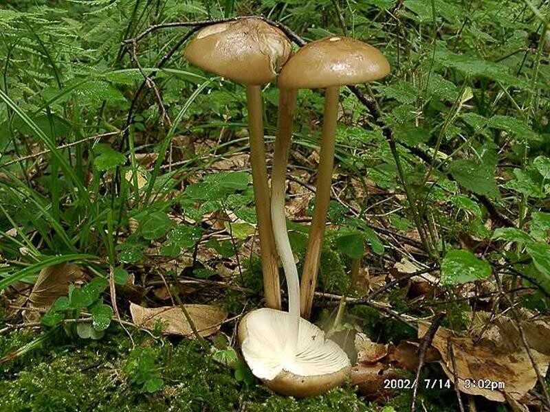 Xerula_radicata Xerula radicata - Schleimiger Wurzelrübling ( Relhan 1785 : Fr.1821 ) Dörfelt 1975 Key Words: Basidiomycetes - Agaricales - Tricholomataceae - Xerula = Schleimrübling Saprobiont - Vorkommen: auf morchen Stünken oder auf vergrabenem Laubholz. Vorzugsweise Buche. Gefährdung: häufig und nicht gefährdet Bemerkungen: an seinem grubigen, feucht schleimigen Hut, dem langen, schlanken Stiel und dem oft tief wurzenlden Stiel recht leicht erkennbar. Fundort: Zweibrücken - Pfalz