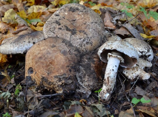 Agaricus _cappellianus Agaricus cappellianus- Kompostegerling Hlaváček Synonyme: Agaricus pseudovillaticus, Agaricus vaporius Key Words: Basidiomycetes - Agaricales - Agaricaceae -...