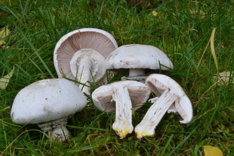 Agaricus_xanthodermus Agaricus xanthodermus - Karbolchampignon ( Pers. 1801 ) Genevier s.l. Key Words: Basidiomycetes - Agaricales - Agaricaceae - Agaricus = Egerlinge ( Champignons...
