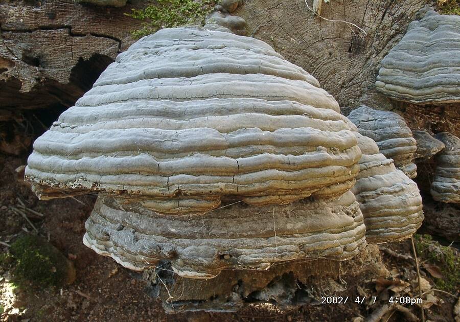Fomes_fomentarius002 