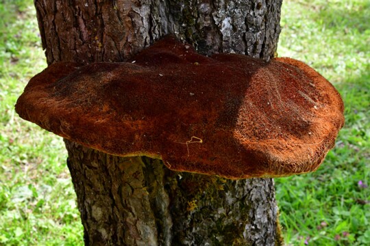 Inonotus_hispidus002 Inonotus hispidus - Zottiger Schillerporling (Bull.) P. Karst.