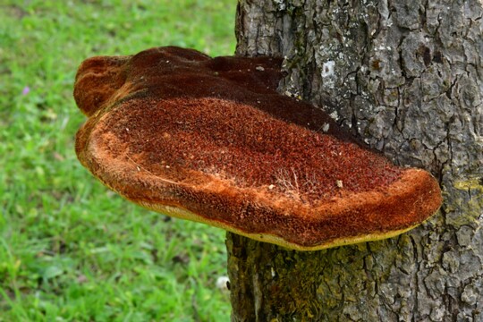 Inonotus_hispidus003 Inonotus hispidus - Zottiger Schillerporling (Bull.) P. Karst.