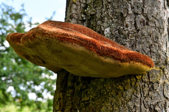 Inonotus_hispidus004 Inonotus hispidus - Zottiger Schillerporling (Bull.) P. Karst.