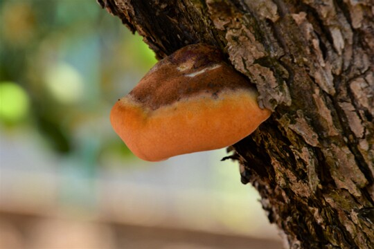Inonotus_hispidus005 Inonotus hispidus - Zottiger Schillerporling (Bull.) P. Karst. Substrat: gefunden an Apfelbaum. Fundort: Enderndorf am See/Mittelfranken MTB: 6831/4 --...