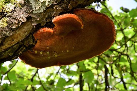 Inonotus_hispidus006 Inonotus hispidus - Zottiger Schillerporling (Bull.) P. Karst.