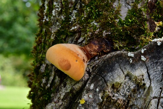 Inonotus_hispidus007 Inonotus hispidus - Zottiger Schillerporling (Bull.) P. Karst.