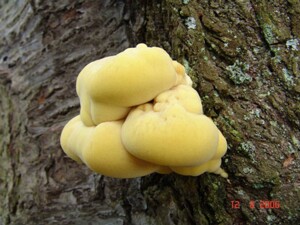 Laetiphorus sulpureus - Schwefelporling