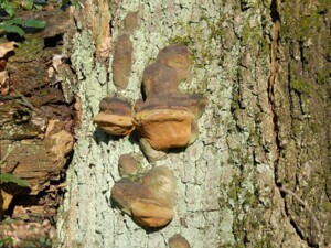 Automatisch beibehalten von Corel