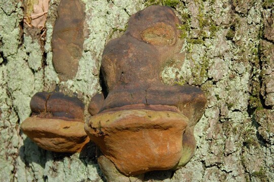 Phellinus_robustus002