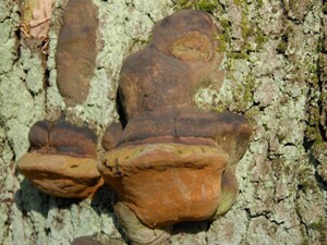 Phellinus robustus