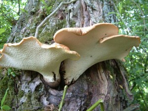 Polyporus_squamosus