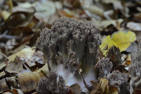Ramaria_fumigata002