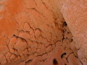 Rhodonia_placenta
