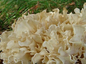 Sparassis_brevipes