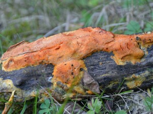 Aphyllophorales - Nichtblätterpilze