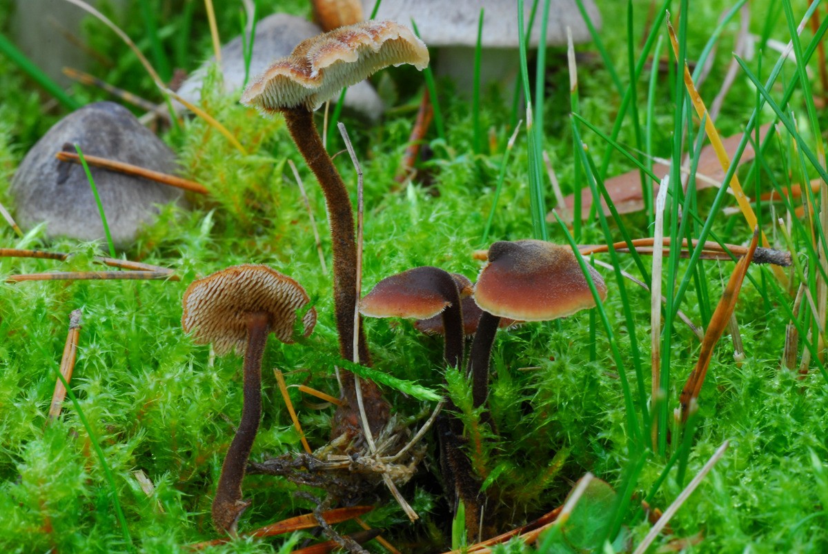 Auriscalpium_vulgare Auriscalpium vulgare - Ohrlöffel Stacheling Gray 1821 Klassifikation: Fungi, Dikarya, Basidiomycota, Agaricomycotina, Agaricomycetes, Russulales, Auriscalpiaceae, Auriscalpium Saprobiont - Vorkommen: auf im Boden vergrabenen Kiefernzapfen Gefährdung: häufig und nicht gefährdet Bemerkungen: der Pilz wird sehr oft übersehen. Sucht man aber im Herbst bewusst nach diesem Winzling, wird man auch fündig. Er ist praktisch mit keinem anderen Pilz verwechselbar. Neuerdings wird der Ohrlöffelstacheling zur Ordnung der Russulales gezählt. Fundort: Bexbach - Saarland MTB: 6609/2