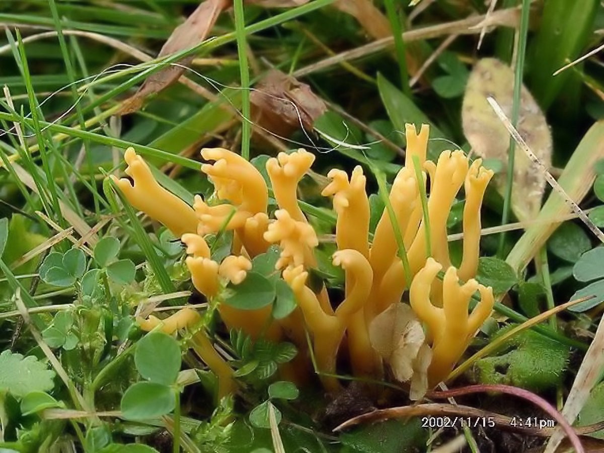 Clavulinopsis_corniculata Clavulinopsis corniculata - Geweihförmige Wiesenkeule ( Schaeffer 1774 : Fr. 1821 ) Corner 1950 Key Words: Basidiomycetes - Aphyllophorales - Chlavariaceae - Clavulinopsis = Wiesenkeule Saprobiont - Vorkommen: auf Magerwiesen, gerne an moosigen Stellen. Selten auch in Wäldern. Gefährdung: dieser seltene Pilz wird bundesweit unter RL 3 geführt. Bemerkungen: ähnlich kann Calocera viscosa der klebrige Hörnling sein. Er ist aber meist in Wäldern auf Nadelholzstümpfen anzutreffen. Fundort: Bexbach - Saarland