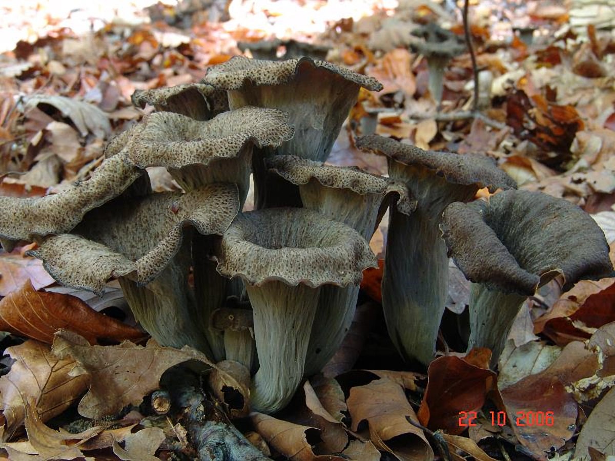 Craterellus_cornucopioides Craterellus cornucopioides - Herbsttrompete, Totentrompete ( L 1753 : Fr. 1821 ) Pers. 1825 Key Words: Basidiomycetes - Aphyllophorales - Cantharellaceae - Craterellus = Craterellen Mykorrhizapilz - Symbiosepartner: Buche, Eiche, Hasel. Seltener auch Nadelbäume. Gefährdung: in Kalkgebieten nicht selten. Wird oft übersehen. Bemerkungen: dieser recht düster wirkende Pilz ist einer der besten Würzpilze die ich kenne. Getrocknete und zu Pulver zermahlene Fruchkörper verleihen pilzhaltigen, dunklen Saucen einen unvergleichlichen Geschmack. Ähnlich ist Cantharellus cinereus der graue Leistling. Er zeigt aber auf seiner Unterseite deutliche Leisten, während die Herbsttrompete ein glattes bis schwach gerunzeltes Hymenium aufweist. weitere Bilder von Craterellus cornucopioides Fundort: Bottenbach - Pfalz