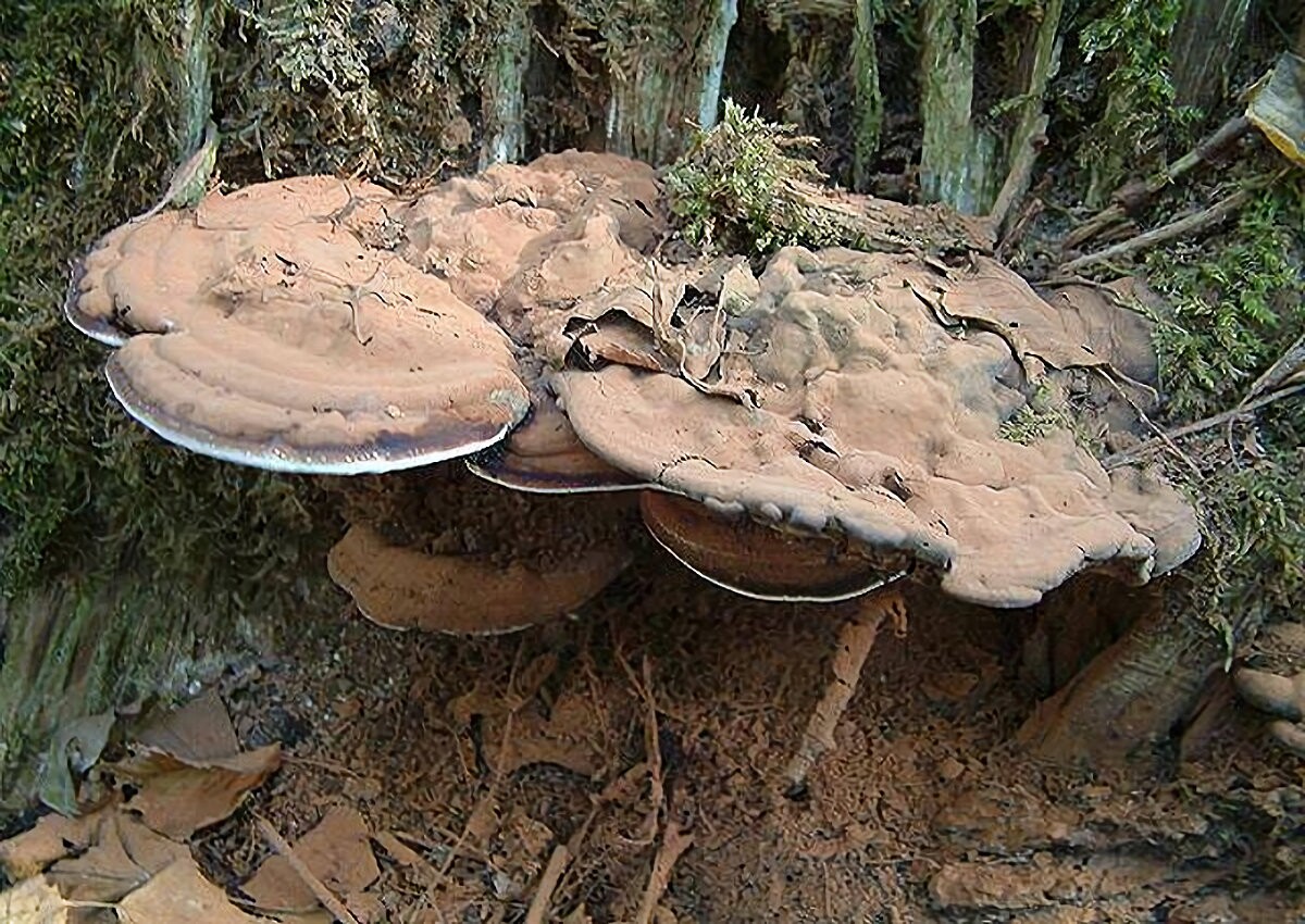 Ganoderma_lipsiense Ganoderma lipsiense - Flacher Lackporling (Batsch 1786 : Pers.1801 ) Atkinson 1908 Key Words: Basidiomycetes - Aphyllophorales - Ganodermataceae - Ganoderma = Lackporling Parasit/Saprobiont - Vorkommen: an verschiedenen Laubgehölzen wie Weide, Buche, Ahorn, Pappel, Esche, Eiche, Linde. Laut Literatut selten auch an Nadelhölzern. Gefährdung: häufig und nicht gefährdet. Bemerkungen: die Art ist in freiem Felde recht leicht zu erkennen. Auf und um die Basidiocarpien ist oft ein dicker Teppich des braunen Sporenpulvers zu finden. Die Porenschicht verfärbt sich bei Berührung rasch braun. Oft findet man auf der Unterseite der Fruchtkörper sogenannte Zitzengallen vor. Sie stammen von der Pilzfliege " Agathomia wankowiczi ". Sie legt ihre Eier in diese Gallen ab und verschließt diese. Die ausgewachsene Made nagt ein Loch in das untere Ende der Gallen, fällt zu Boden und verpuppt sich dort. Standdort: Landstuhl - Pfalz