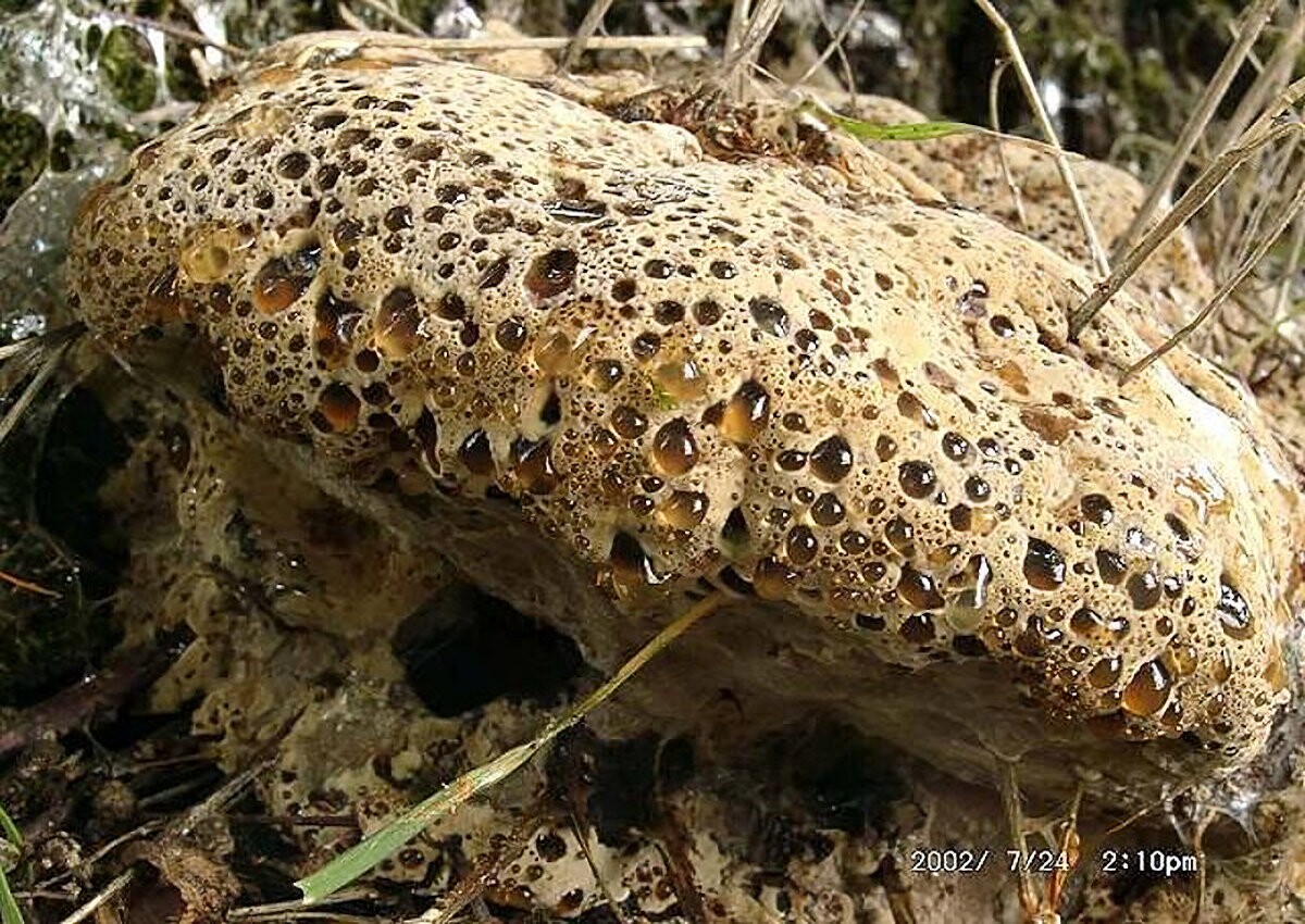 Inonotus_dryadeus Inonotus dryadeus - Tropfender Schillerporling ( Pers.1799 : Fr. 1821 ) Murrill 1908 Klassifikation: Fungi, Dikarya, Basidiomycota, Agaricomycotina, Agaricomycetes, Hymenochaetales, Hymenochaetaceae, Inonotus Parasit - Wirt : Eiche. Fruktifiziert vorzugsweise an der Stammbasis. Jahn gibt in sehr seltenen Fällen auch Edelkastanie, Buche und Weisstanne an. Gefährdung: der Pilz ist als selten anzusehen. Im Saarland wird er unter RL2, in der restlichen Bundesrepublik unter RL3 geführt. Bemerkungen: Dieser überaus hübsche Pilz schädigt die Wurzeln ihrer Wirtsbäume und bringt diese so innerhalb weniger Jahre zum Absterben. Vor allem mehrere hundert Jahre alte Eichen werden von ihm befallen. Viele dieser Giganten sind als Naturdenkmal ausgewiesen. Einige Vertreter der Hymenochaetaceae sind nicht in der Lage, ihnen beim Wachstum im Wege befindlichen Hindernisse, zur Seite zu drücken. Sie werden einfach umwachsen. Auf der Abbildung ist dieses Phänomen gut zu erkennen. Fundort: Katzenbach - Pfalz