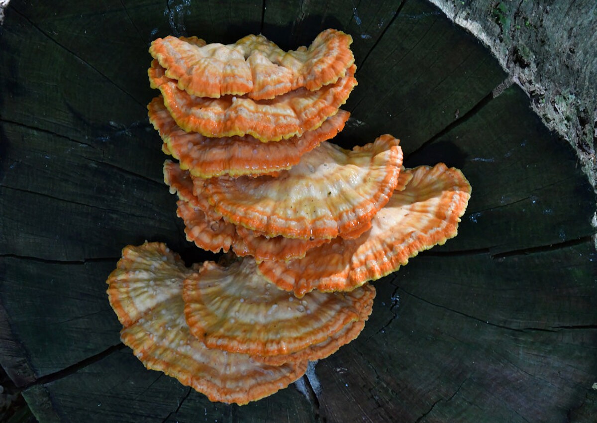 Laetiporus_sulphureus Laetiporus sulphureus - Schwefelporling ( Buillard 1788 : Fr. 1821 ) Murrill 1920 Key Words: Basidiomycetes - Ayphyllophorales - Polyporaceae - Laetiporus= Schwefelporling Parasit - Vorkommen: befällt eine Vielzahl an Gehölzen wie Kirsche, Weiden, Pappel, Eiche, Robinie. In höheren Lagen schreckt er auch vor Nadelgehölzen wie Lärche und Fichte nicht zurück. Das grosse Wirtespektrum sichert ihm ein fast weltweites Vorkommen. Gefährdung: nicht gefährdet Bemerkungen: so schön junge Fruchtkörper mit ihren leuchtend gelben bis orangenen Farben auch aussehen mögen, für den befallenen Baum bedeutet es den schnellen Tod. Der Schwefelporling ist ein äusserst agressiver Braunfäuleerzeuger, der seinem Wirt innerhalb von wenigen Jahren den Garaus macht. Übrig bleibt meist nur ein grosser Haufen des Holzgerüststoffes Lignin. Sehr selten bildet L.sulphureus eine Art Nebenfruchtform aus, die mit den Fruchtkörpern so wie wir sie kennen eigentlich nur die Farbe gemeinsam haben. Ansonsten sind es rundliche, knollenartige Gebilde an denen man Poren vergeblich suchen wird. Die Sporen werden im Innern ausgebildet und sehen vollkommen anders aus als wie bei der Hauptfruchtform, und dennoch ist es ein und dieselbe Pilzart. weitere Bilder von Laetiporus sulphureus Fundort: Bottenbach/Rheinland Pfalz