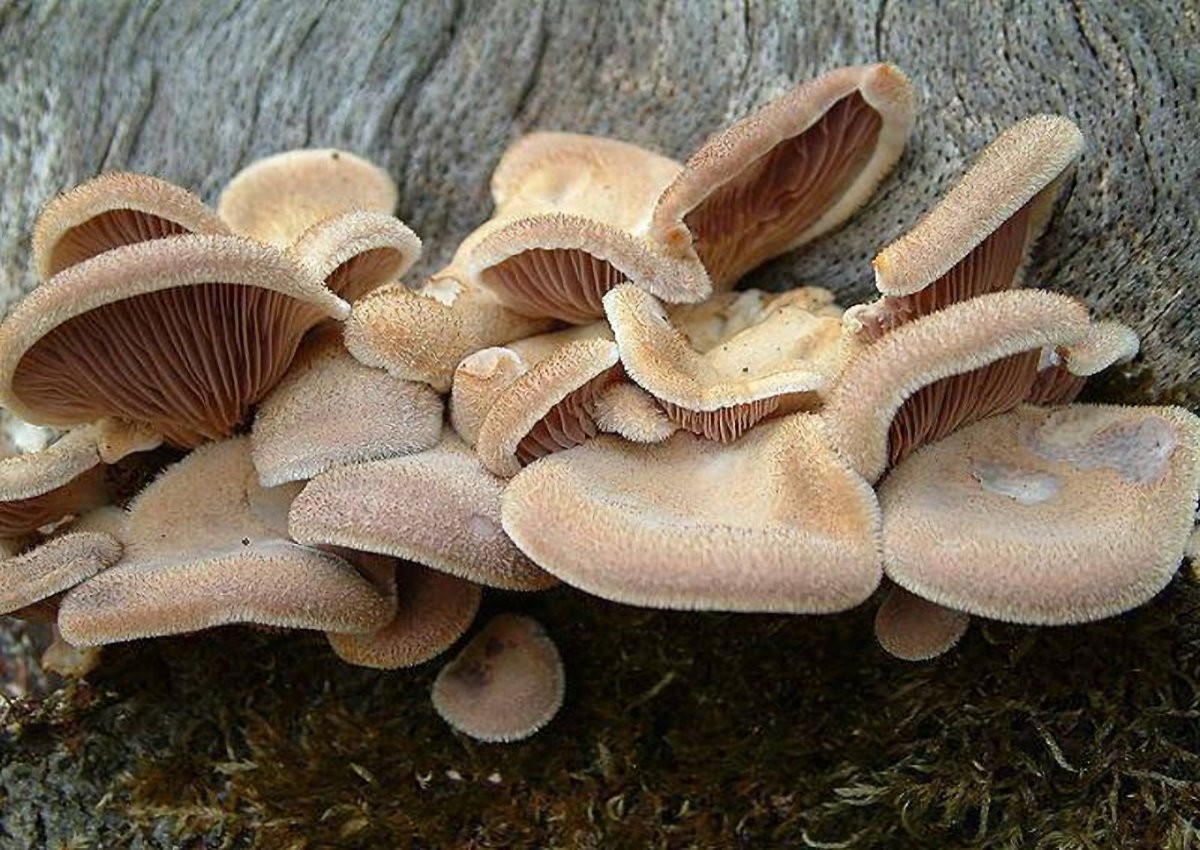 Lentinus_strigosus Lentinus strigosus - Borstiger Knäueling ( Schweiniz 1822 : Fr.1828 ) Fr.1825 Key Words: Basidiomycetes - Aphyllophorales - Polyporaceae - Lentinus = Sägeblttlinge, Knäuelinge Saprobiont - Vorkommen: meist außerhalb von Wäldern an verschiedenen toten Hölzern wie Buche,Eiche, Birke.Laut Literatur auch an Fichte und Kiefer. Gefährdung: recht selten aber nicht gefährdet. Bemerkungen: recht ähnlich in Form und Farbe ist Lentinus torulosus der Laubholzknäueling. Er besitzt aber eher eine glatte bis fein filzige, schuppige Hutoberfläche und wird in der Regel größer als L.strigosus. Fundort: Lemberg - Pfalz