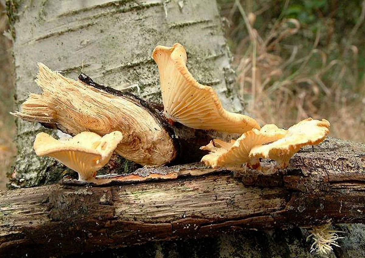 Lentinus_suavissimus Lentinus suavissimus - Anis Sägeblättling Fr.1836 Key Words: Basidiomycetes - Aphyllophorales - Polyporaceae - Lentinus = Sägeblättling Saprobiont - Vorkommen: an hängenden, abgestorbenen Ästen von Weide. Gefährdung: selten aber nicht gefährdet Bemerkungen: wie der deutsche Name schon vermuten lässt, verströmen frische Basidiocarpien einen intensiven Anisgeruch. Dieser ist oft schon aus grösserer Entfernung warnehmbar. Obwohl er Lamellen aufweisst gehört er wie seine Gattungsverwandtschaft auch zu den Polyporaceae. Auf den ersten Blick ist er mit Polyporus mori und Polyporus tuberaster zu verwechseln. Diese besitzen aber ein poriges Hymenophor und riechen nicht nach Anis. Der Anis - Sägeblättling kommt besonders gerne in Mooren und an feuchten, schattigen Bachufern vor. Fundort: bei Landstuhl - Pfalz