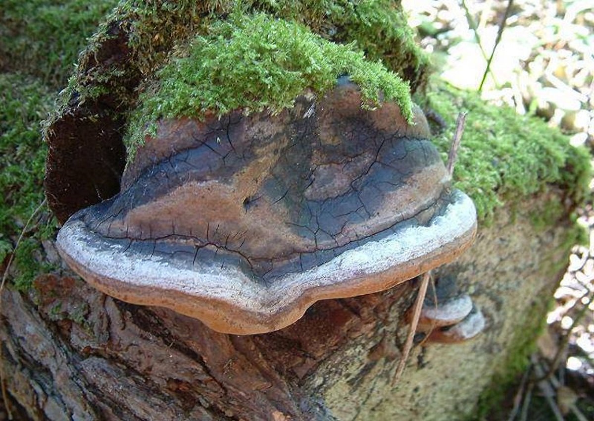 Phellinus_igniarius Phellinus igniarius - Grauer Feuerschwamm ( L.1753 : Fr. 1821 ) Quélet 1886 Klassifikation: Fungi, Dikarya, Basidiomycota, Agaricomycotina, Agaricomycetes, Hymenochaetales, Hymenochaetaceae, Phellinus Parasit/Saprobiont - Wirte: Weide Gefährdung: obwohl nicht sehr häufig ist eine Gefährdung derzeit nicht zu erkennen. Bemerkungen: um P.igniarius existieren einige Varietäten, die mikroskopisch nicht zu trennen sind. Die sichere Bestimmung der Wirte ist hier bei der Namensgebung ausschlaggebend. Fundort: Körborn - Pfalz