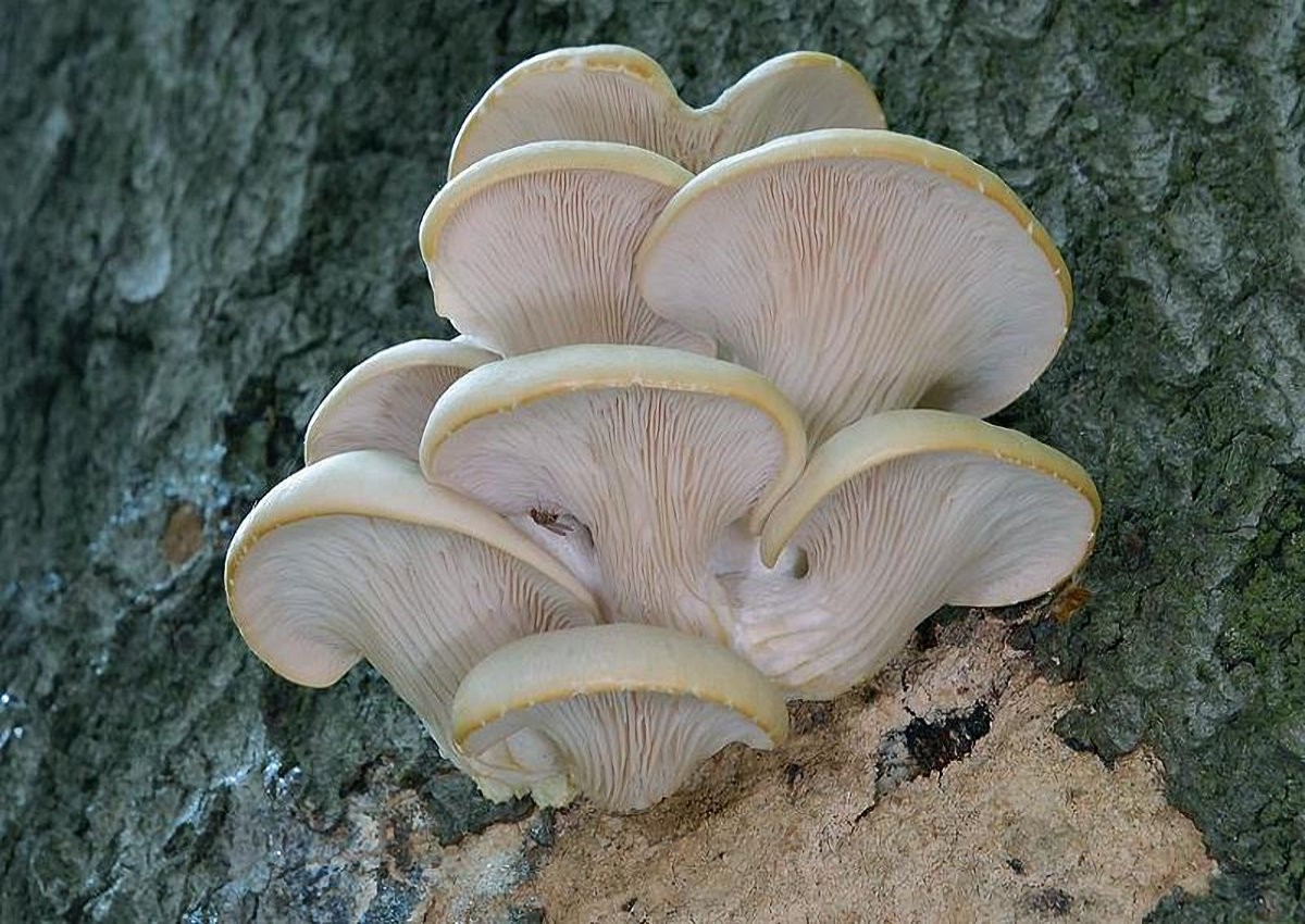 Pleurotus_cornucopiae Pleurotus cornucopiae - Rillstieliger Seitling ( Paulet 1793 : Pers. 1828 ) Rolland 1910 Key Words: Basidiomycetes - Aphyllophorales - Polyporaceae - Pleurotus = Seitling Saprobiont - Vorkommen: verschiedene Laubhölzer, gerne in Auwäldern an Pappel. Der hier gezeigte Fund wuchs an Buche. Gefährdung: im Saarland nicht häufig aber nicht gefährdet. Bemerkungen: besonders helle Formen von Pleurotus ostreatus ( Austernseitling ) können mit der hier vorgestellten Art verwechselt werden. Seine Lamellen laufen aber nicht so stark am Stiel herab. Sie bilden am Stiel auch keine Anastomosen . Fundort: Bexbach - Saarland