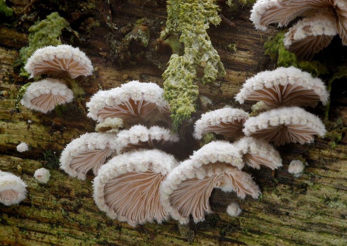 Schizophyllum_commune Schizophyllum commune - Spaltbättling ( Fr.1815 : Fr.1821 ) Klassifizierung: Pilze, Dikarya, Basidiomycota, Agaricomycotina, Agaricomycetes , Agaricomycetidae, Agaricales, Schizophyllaceae, Schizophyllum, Schizophyllum commune Saprobiont - Vorkommen: an Laub und Nadelhölzern. Bevorzugt Buche an lichtdurchfluteten Standorten. Er befällt auch solch ungewöhnlichen Substrate wie verkohltes Holz, Kräuterstengel, Knochen und Horn. Man findet ihn gelegentlich als Schwächeparasit an noch lebenden aber bereits größtenteils absterbenden Bäumen. Gefährdung: weit verbreitet und nicht gefährdet Fundort: Bexbach/Saarland MTB:6609/2 - Blattname:Neunkirchen