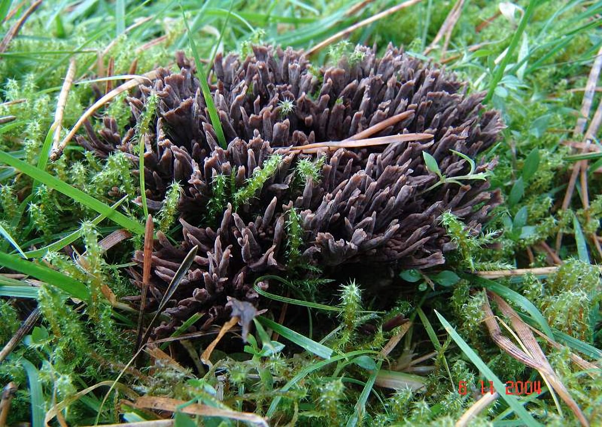 Thelephora_palmata Thelephora palmata - Stinkender Warzenpilz Scopoli 1772 : Fr. 1821 ) Key Words: Basidiomycetes - Aphyllophorales - Thelephoraceae - Thelephora = Erdwarzenpilze Mykorrhizapilz - Symbiosepartner: verschiedene Nadelbäüme meist Fichte, seltener auch bei Weisstanne und Kiefer. Gefährdung: in sauren Nadelwäldern nicht selten. Keine Gefährdung bekannt. Bemerkungen: im frischen Stadium verströmt diese Art einen sehr starken und unahngenehmen an fauligen Kohl erinnernden Geruch. Getrocknete Fruchtkörper sind hingegen geruchlos. Büschelige Formen der Blumenförmigen Lederkoralle ( Thelephora anthocephala ) könnten eventuell mit der hier abgebildeten Art verwechselt werden. Sie ist aber im Gegensatz zur palmata absolut geruchlos. Fundort: Bexbach - Saarland