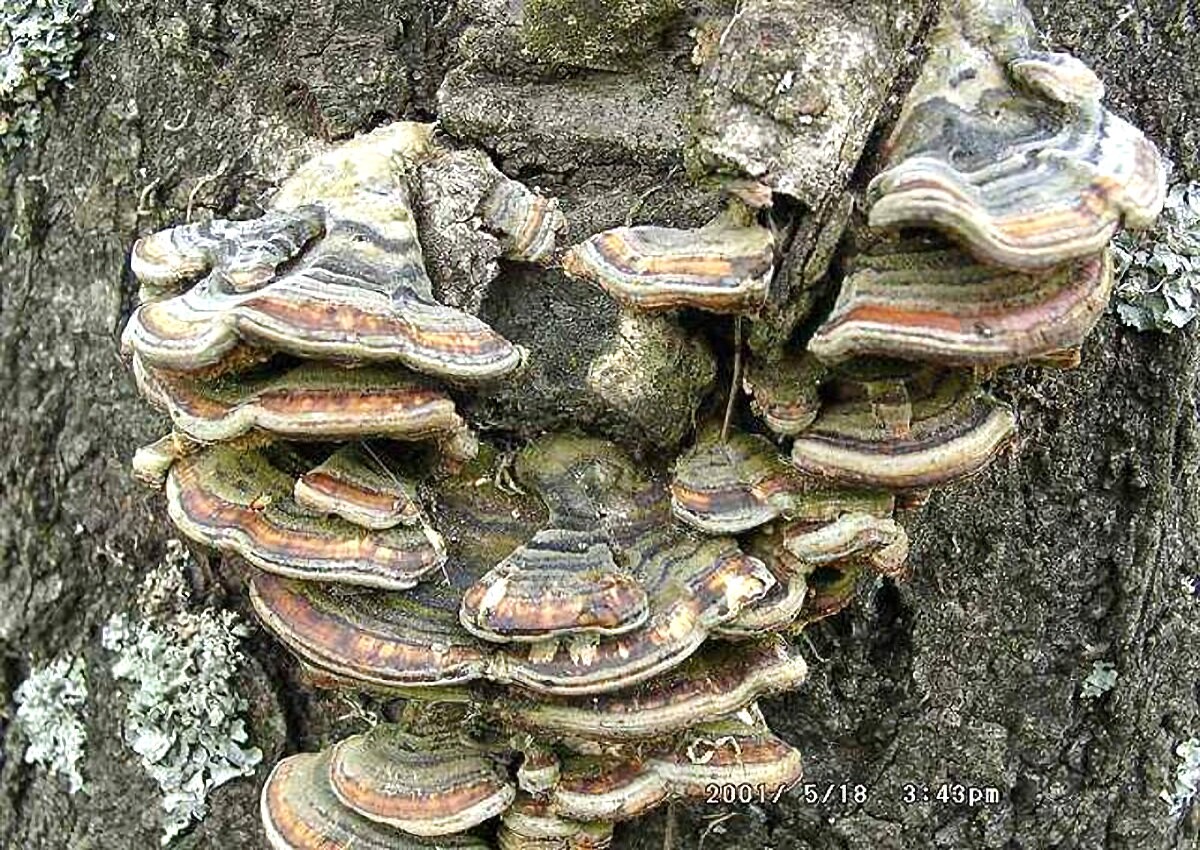 Trametes_multicolor Trametes multicolor - Zonentramete ( Schaeffer 1774 ) Jülich 1982 Key Words: Basidiomycetes - Aphyllopohorales - Polyporaceae - Trametes = Tramete Saprobiont - Vorkommen: vorzugsweise an Birke, aber auch andere Laubhölzer werden besiedelt. Gefährdung: keine Bemerkungen: T. multicolor wird des öftern mit der Schmetterlingstramete ( Trametes versicolor ) verwechselt. Deren Fruchtkörper sind deutlich dünner. Die Oberseite weist im Gegensatz zur orange - braunen Zonierung von T. multicolor, schwärzlich - bläuliche Zonen auf. Fundort: Bexbach - Saarland