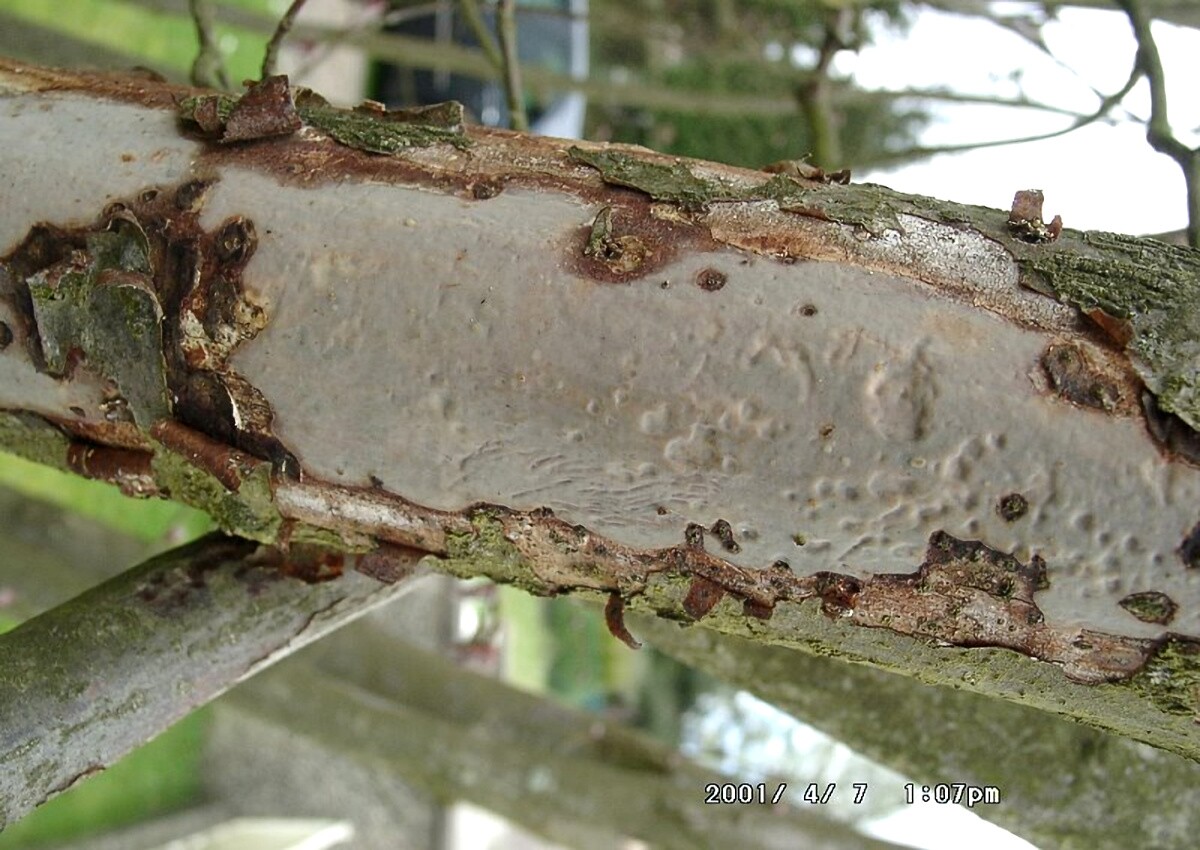Vuilleminia_coryli Vuilleminia coryli - Hasel Rindensprenger Boidin et al. Key Words: Basidiomycetes - Aphyllophorales - Coticiaceae - Vuilleminia = Rindensprenger Parasit - Wirte: bevorzugt deutlich Hasel. Seltener auch an Birke, Hainbuche und Weide zu finden. Gefährdung: verbreitet und nicht gefährdet. Bemerkungen: dieser Parasit lebt unter der Rinde seiner Wirte und sprengt diese bei feuchtem Wetter durch Aufquellen ab. Die Basidiocarpien sind bei feuchtem Wetter deutlich sichtbar, bei Trockenheit hingegen sind sie nur schwer auszumachen. V. comedens der Gemeine Rindensprenger kommt bevorzugt auf Eiche vor. Seine Fruchtkörpern weisen keine Zystiden auf und sind somit mikroskopisch gut von der abgebildeten Art ( mit Cystiden ) zu trennen. Fundort: Bexbach - Saarland